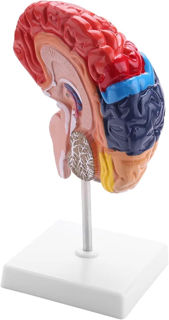 Life Size Human Half Brain Anatomy Model Colored Medical Teaching Tool for Kids Educational Science Kits with Detailed Brain Structure (Style 2)