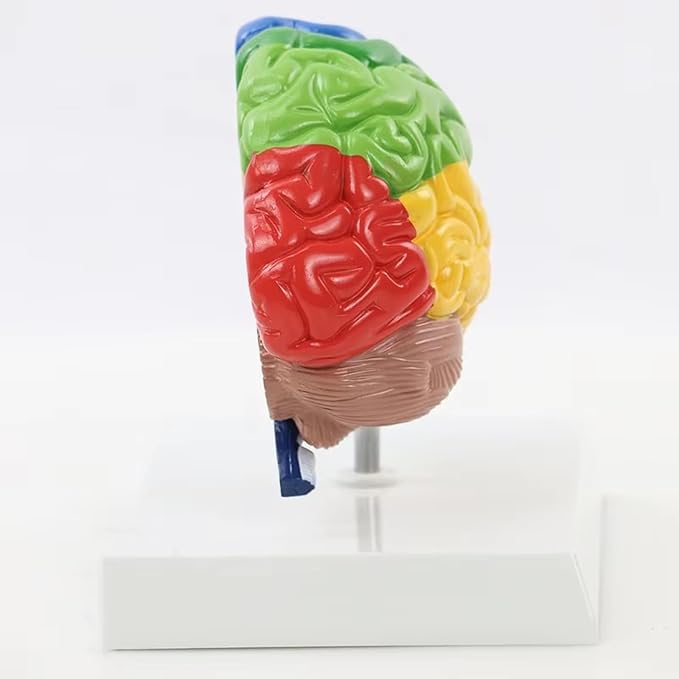 Life Size Human Half Brain Anatomy Model Colored Medical Teaching Tool for Kids Educational Science Kits with Detailed Brain Structure (Style 1)
