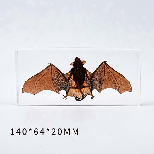 Real Bat Specimens, Resin Animal Skulls, Quirks, Biology, for Animal Specimen Enthusiasts, Science Classroom Education (Bat 5.6x2.6x0.8 Inch)