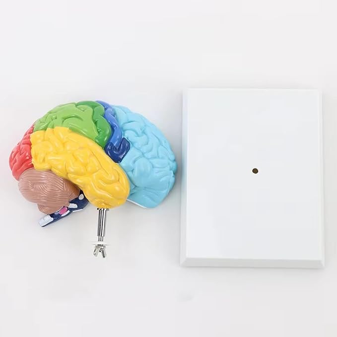 Life Size Human Half Brain Anatomy Model Colored Medical Teaching Tool for Kids Educational Science Kits with Detailed Brain Structure (Style 1)