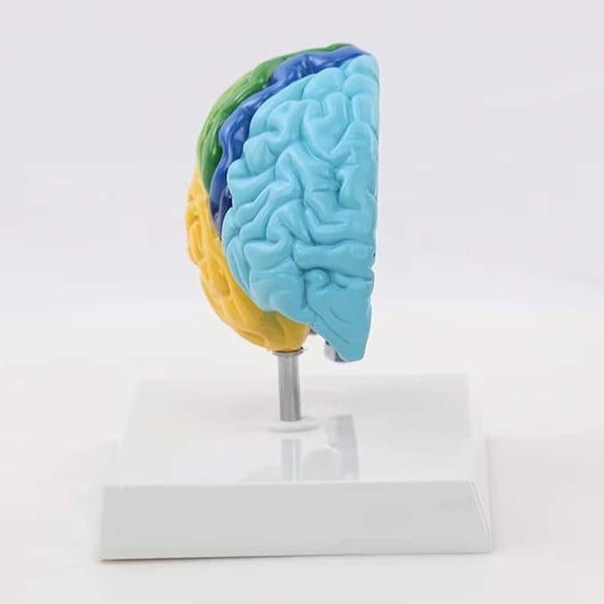 Life Size Human Half Brain Anatomy Model Colored Medical Teaching Tool for Kids Educational Science Kits with Detailed Brain Structure (Style 1)