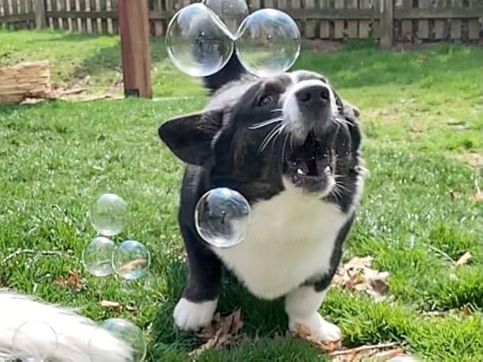Bubbletastic Bacon Bubble Machine for Dogs - with Free 8oz. Bottle of Bacon Bubbles!