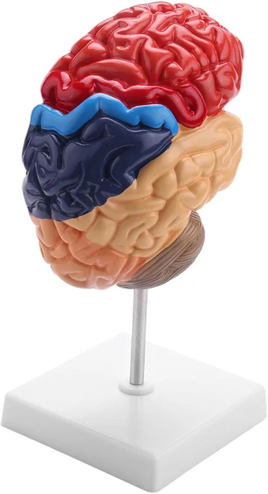 Life Size Human Half Brain Anatomy Model Colored Medical Teaching Tool for Kids Educational Science Kits with Detailed Brain Structure (Style 2)