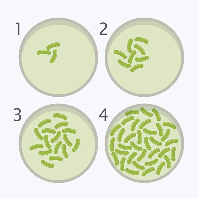 Bacteria Science Kit Petri Dishes with Agar and Swabs | Top Science Fair Project Bacteria Growing Kit | Prepoured LB-Agar Plates and Cotton Swabs | STEM for Kids Aged 6 7 8 9 10 Girls Boys Gifts