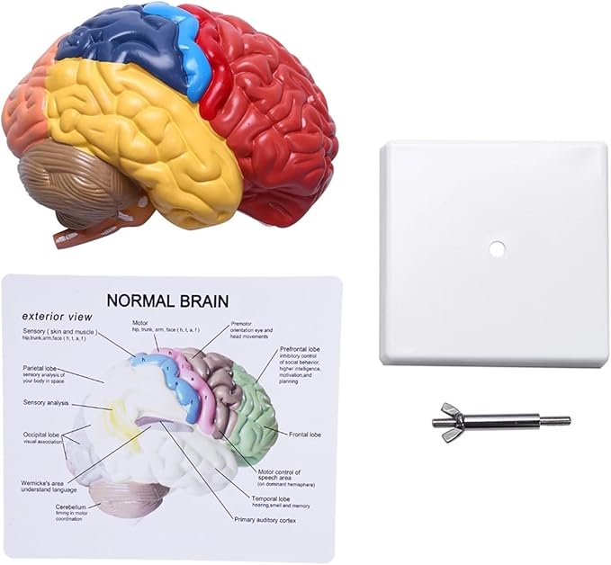 Life Size Human Half Brain Anatomy Model Colored Medical Teaching Tool for Kids Educational Science Kits with Detailed Brain Structure (Style 2)