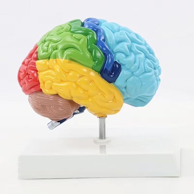 Life Size Human Half Brain Anatomy Model Colored Medical Teaching Tool for Kids Educational Science Kits with Detailed Brain Structure (Style 1)