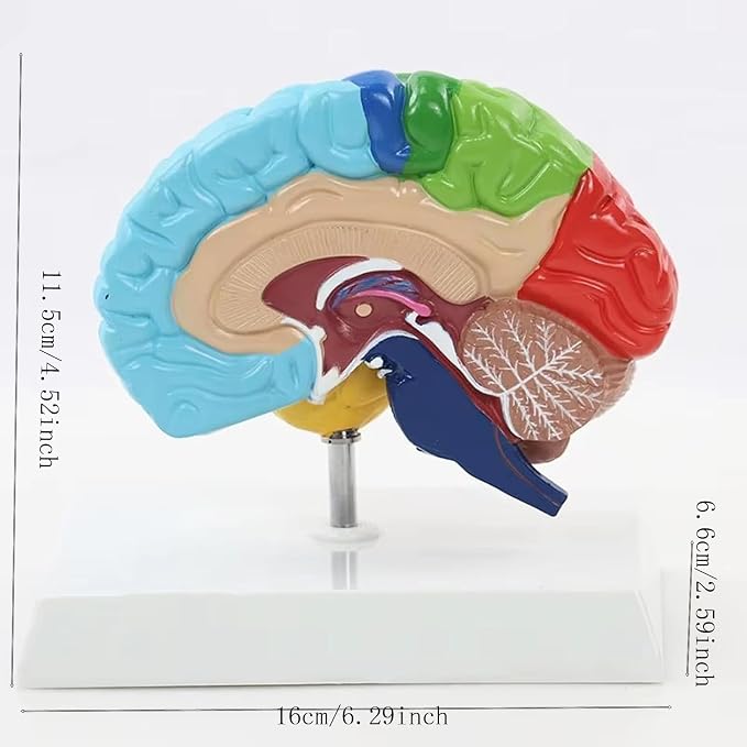 Life Size Human Half Brain Anatomy Model Colored Medical Teaching Tool for Kids Educational Science Kits with Detailed Brain Structure (Style 1)