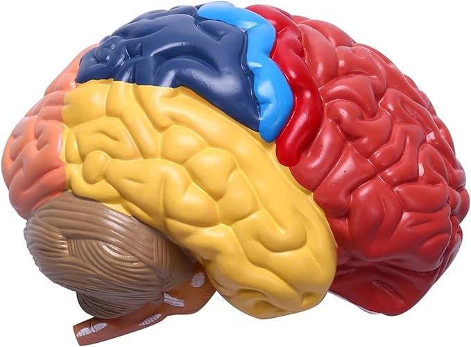 Life Size Human Half Brain Anatomy Model Colored Medical Teaching Tool for Kids Educational Science Kits with Detailed Brain Structure (Style 2)