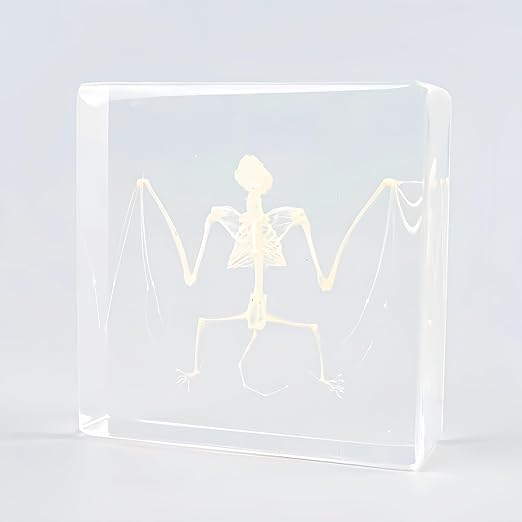 Real Bat Specimens, Resin Animal Specimens, Animal Skulls, Quirks, Biology, for Animal Specimen Enthusiasts, Science Classroom Science Education (Bat Skulls 3 x 3 x 1 inch)