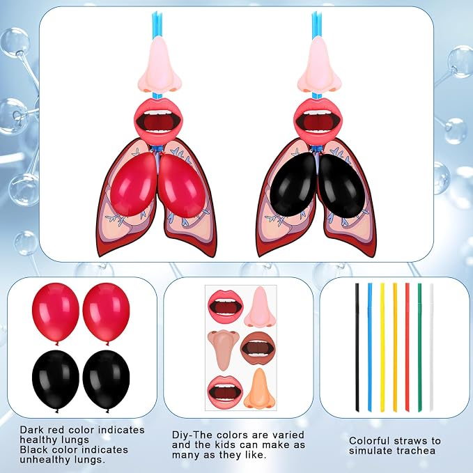 Libima 24 Sets Lung Model Respiratory System Model Toys Science Classroom Study Display Biologic Anatomy Doll and Human Body Puzzle Learning Homeschool Preschool Early Childhood Teaching Aid