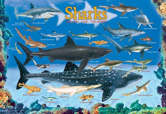 Sharks 100 Piece Jigsaw Puzzle