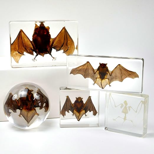 Real Bat Specimens, Resin Animal Skulls, Quirks, Biology, for Animal Specimen Enthusiasts, Science Classroom Education (Bat 5.6x2.6x0.8 Inch)