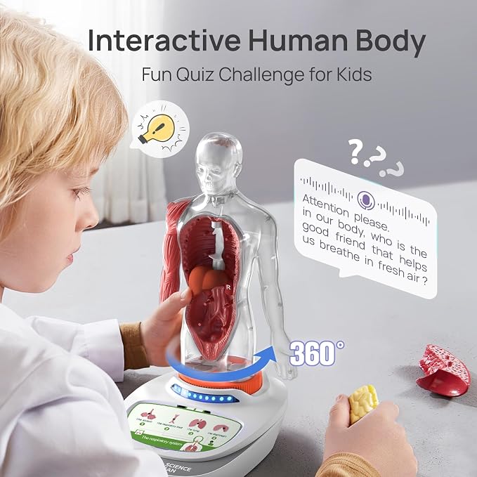Science Can Human Body Model for Kids, Interactive Human Anatomy Talking Model - 11 Inch Realistic Anatomical Assembly Kit, 15PCS Removable Parts & Guide, Educational STEM Toys Gifts for Kids Aged 6+