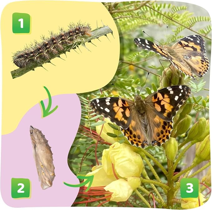 Insect Lore Raise and Release Butterfly Garden Kit – Caterpillar Habitat with redeemable Voucher – STEM-accredited Butterfly Growing Kit for Kids, Classrooms, and Homeschool Learning (Pack of 12)