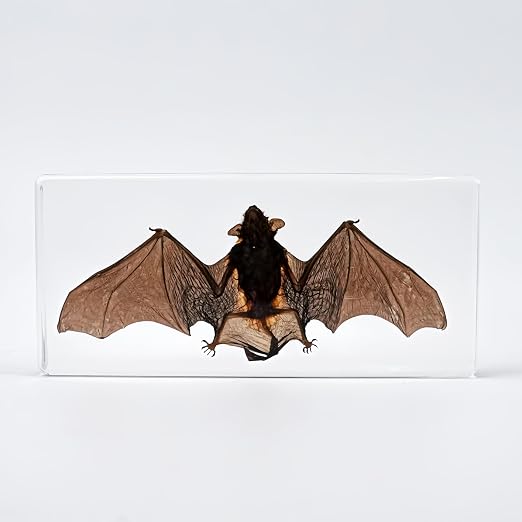 Real Bat Specimens, Resin Animal Skulls, Quirks, Biology, for Animal Specimen Enthusiasts, Science Classroom Education (Bat 5.6x2.6x0.8 Inch)
