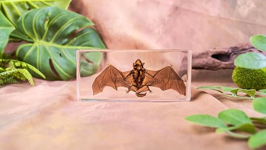 Real Bat Specimens, Resin Animal Skulls, Quirks, Biology, for Animal Specimen Enthusiasts, Science Classroom Education (Bat 5.6x2.6x0.8 Inch)