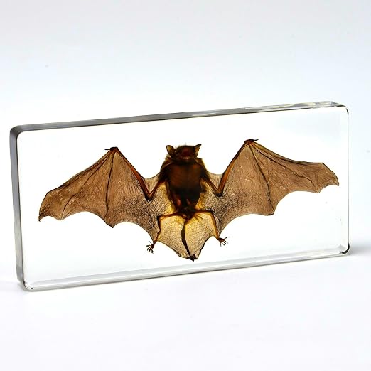 Real Bat Specimens, Resin Animal Skulls, Quirks, Biology, for Animal Specimen Enthusiasts, Science Classroom Education (Bat 5.6x2.6x0.8 Inch)