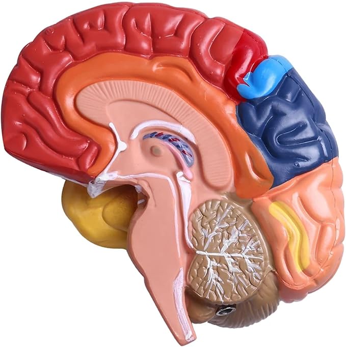 Life Size Human Half Brain Anatomy Model Colored Medical Teaching Tool for Kids Educational Science Kits with Detailed Brain Structure (Style 2)