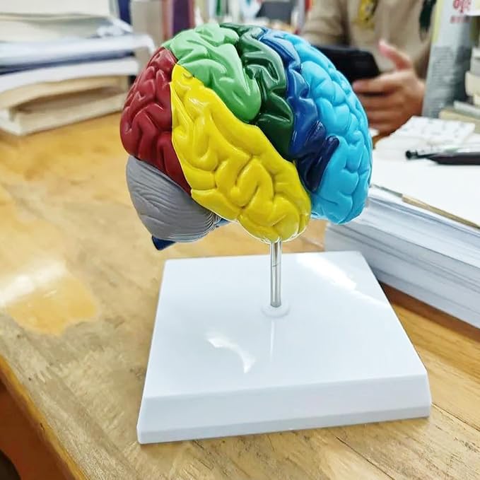 Life Size Human Half Brain Anatomy Model Colored Medical Teaching Tool for Kids Educational Science Kits with Detailed Brain Structure (Style 1)