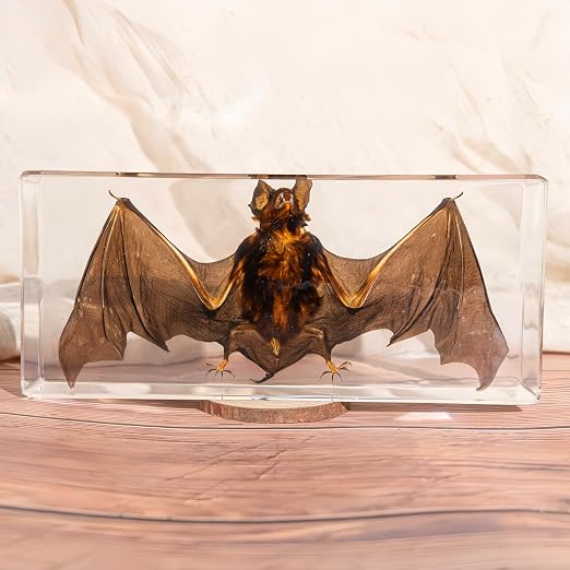 Real Bat Specimens, Resin Animal Skulls, Quirks, Biology, for Animal Specimen Enthusiasts, Science Classroom Education (Bat 5.6x2.6x0.8 Inch)