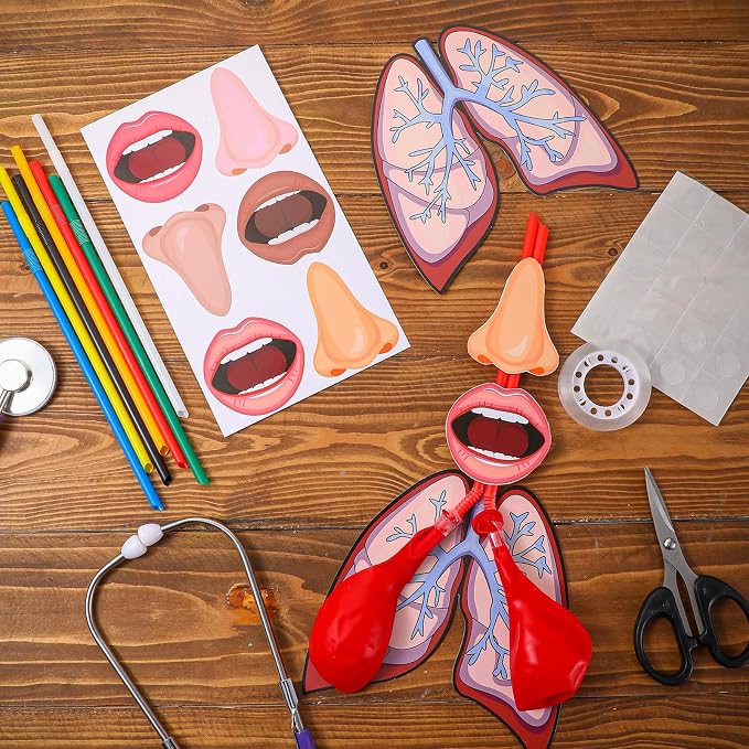 Libima 24 Sets Lung Model Respiratory System Model Toys Science Classroom Study Display Biologic Anatomy Doll and Human Body Puzzle Learning Homeschool Preschool Early Childhood Teaching Aid