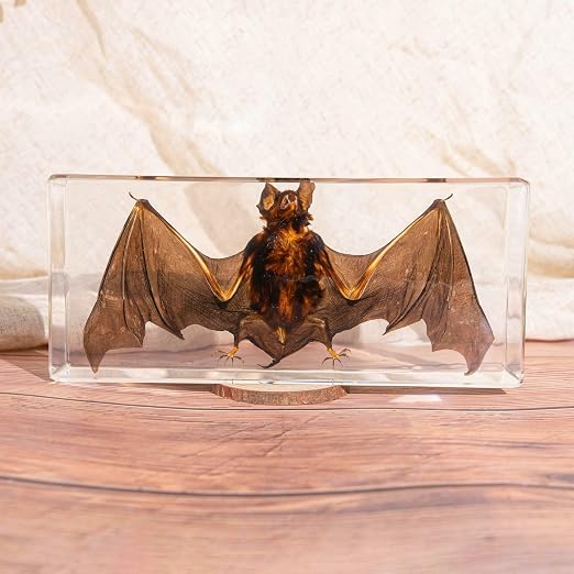 Real Bat Specimens, Resin Animal Skulls, Quirks, Biology, for Animal Specimen Enthusiasts, Science Classroom Education (Bat 5.6x2.6x0.8 Inch)