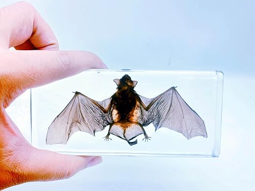 Real Bat Specimens, Resin Animal Skulls, Quirks, Biology, for Animal Specimen Enthusiasts, Science Classroom Education (Bat 5.6x2.6x0.8 Inch)