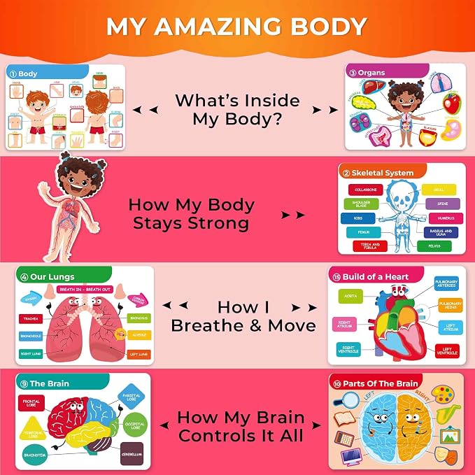 QUOKKA Human Body Busy Books for Kids Ages 4-8 - Fun Human Anatomy Activities for Kids Learning At Home or Classrooms - My Preschool Montessory Busy Book for Toddlers 3-5 I Comes Fully Assembled