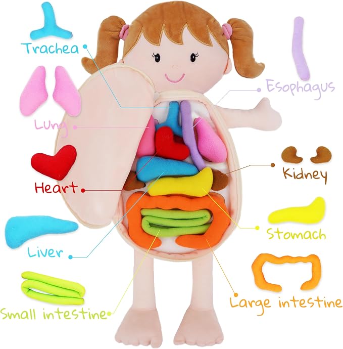 June Garden 18" Little Patient Emily Plush Anatomy Doll - Soft Educational Toy with Removable Human Organs - Learn Basic Anatomy for Toddlers and Kids