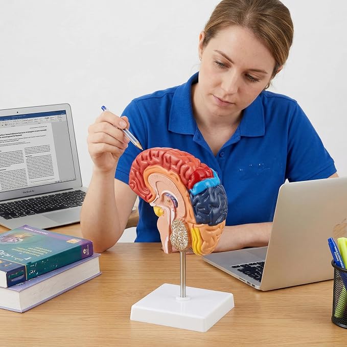 Life Size Human Half Brain Anatomy Model Colored Medical Teaching Tool for Kids Educational Science Kits with Detailed Brain Structure (Style 2)