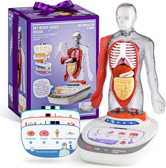 Science Can Human Body Model for Kids, Interactive Human Anatomy Talking Model - 11 Inch Realistic Anatomical Assembly Kit, 15PCS Removable Parts & Guide, Educational STEM Toys Gifts for Kids Aged 6+