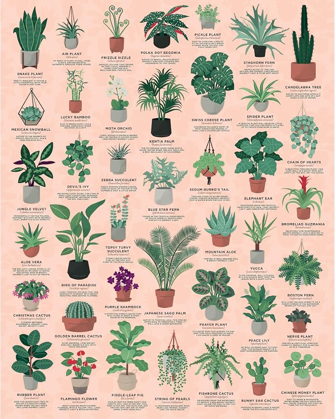 Ridley's Games: House Plants 1000-Piece Jigsaw Puzzle | Perfect for Plant Owners with Over 30 Unique Plants | Perfect Room Décor Once Completed | Storage Tube Included