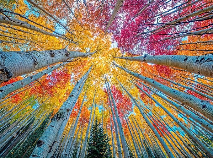 Cross & Glory - Sky Through The Aspens - 1000 Piece Jigsaw Puzzle for Adults | Golden Autumn Forest Puzzle | Vibrant Fall Nature Artwork Premium Ribbon-Cut